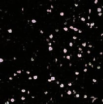 Shininess texture (Specular map)